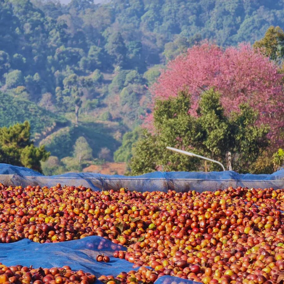 フアイ・チョンプ - Image 2