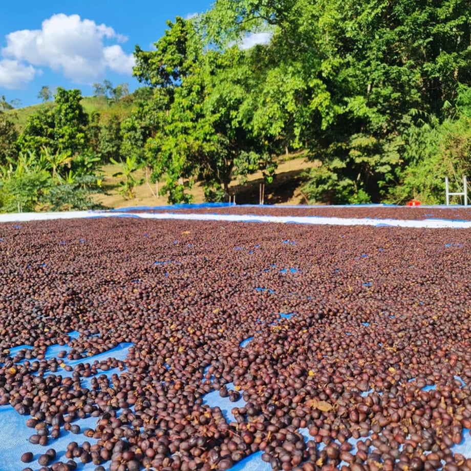 フアイ・チョンプ - Image 3