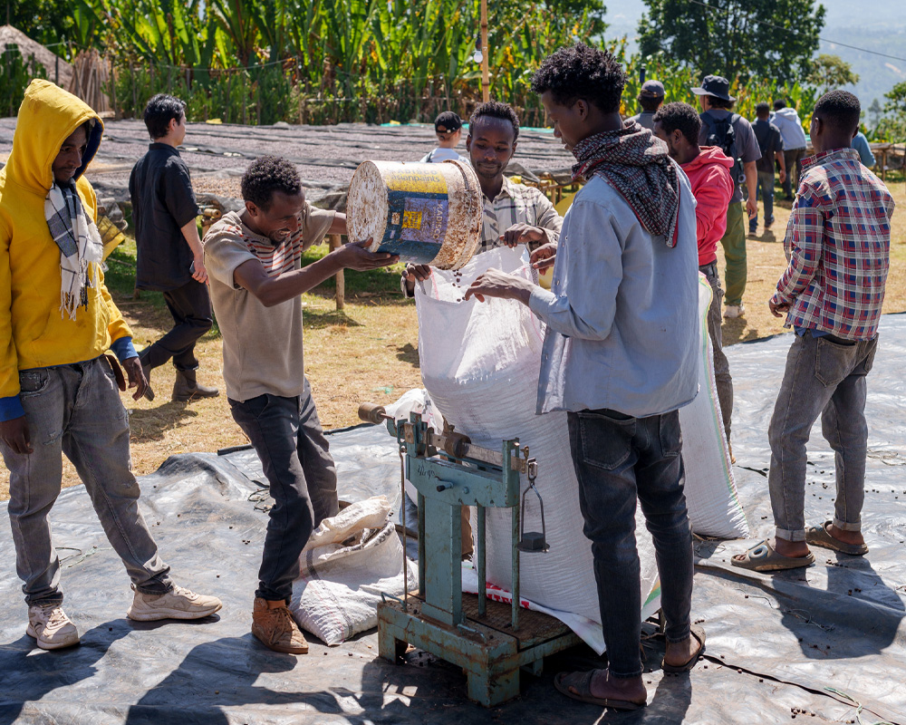 ニグセ・ゲメダ アゲナ - Image 3