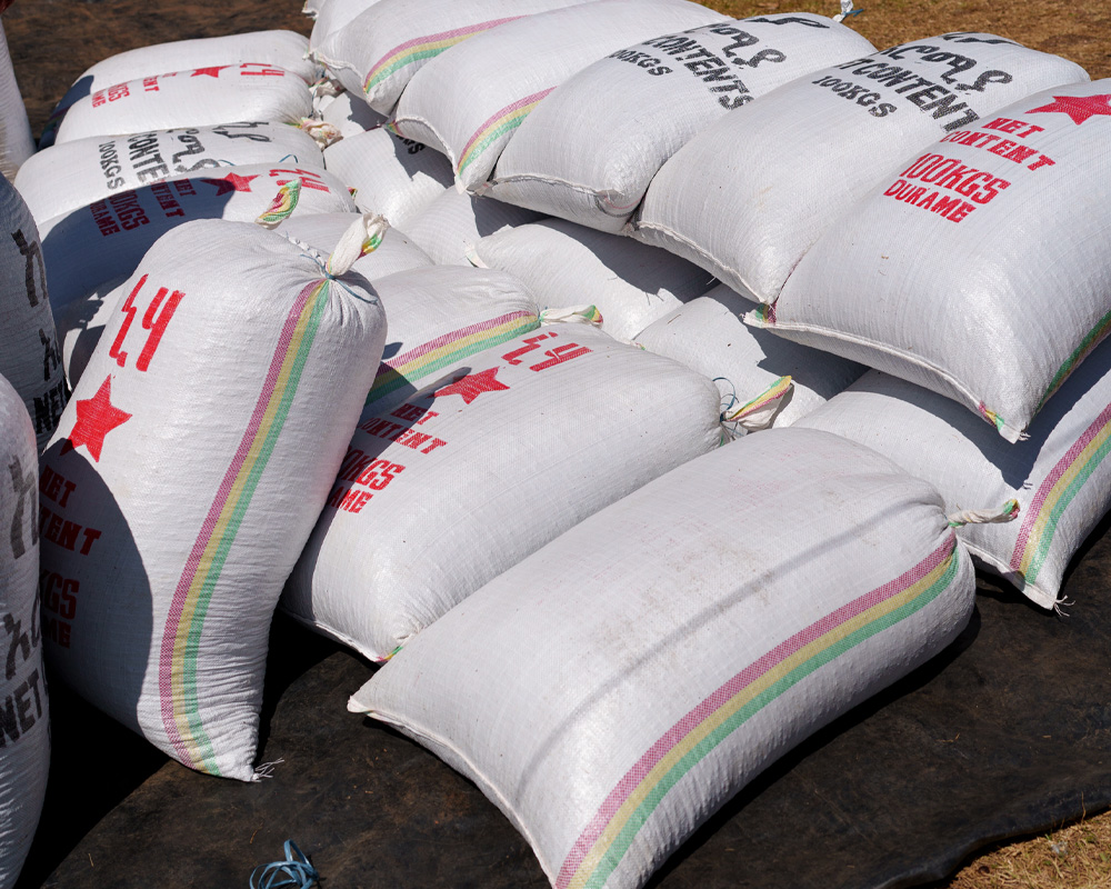 ニグセ・ゲメダ アゲナ - Image 4