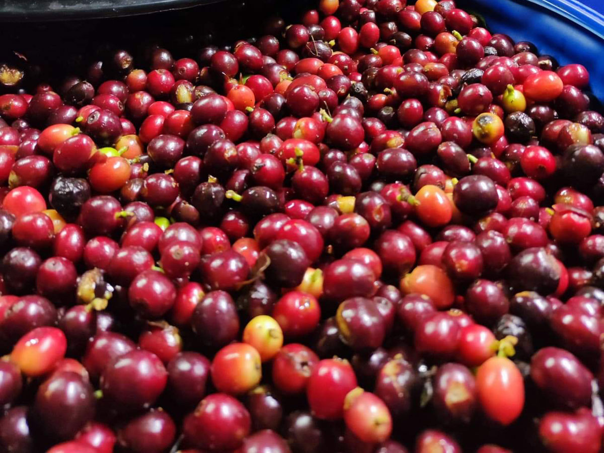 ドイ・サケット - Image 2